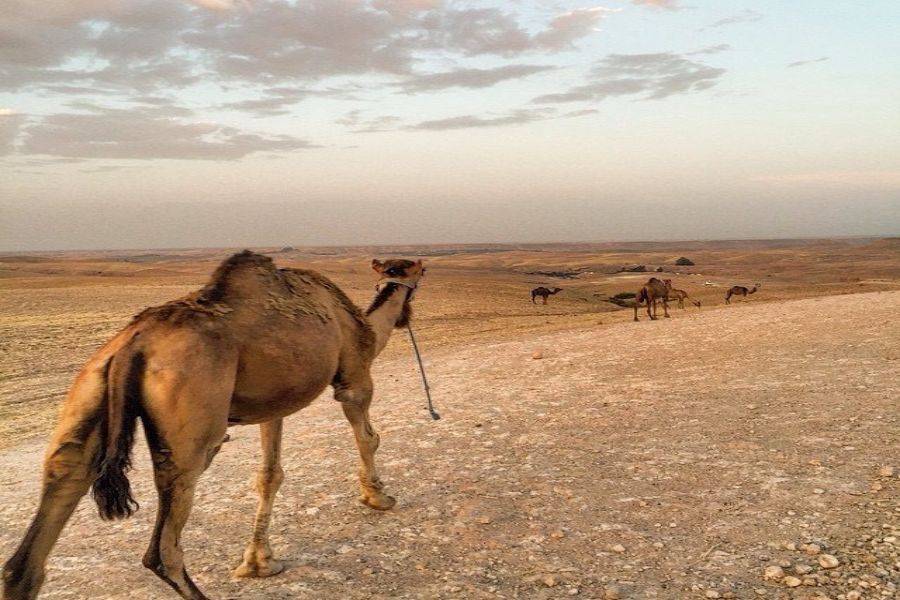 Camel Ride & Quad Bike Experience at Agafay Rocky Desert 