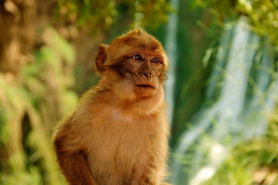 Ouzoud Waterfalls Day Trip from Marrakech — Boat Ride & Barbary Monkeys