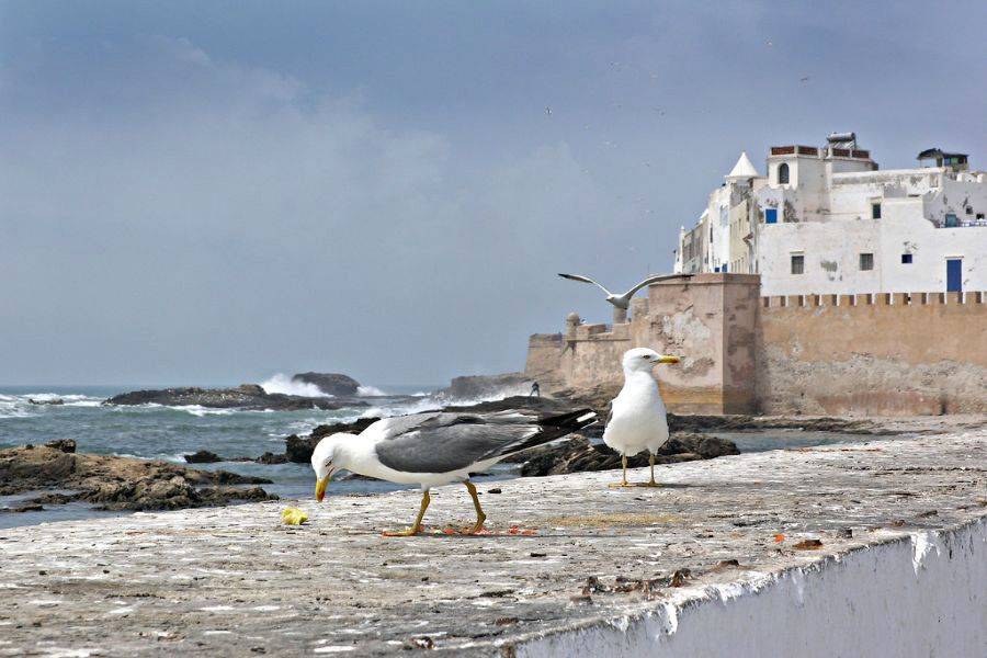 Trip 2 Days to The Gorgeous City Essaouira (Mogador)