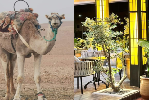 Sunset Camel Riding in Agafay Desert and Dinner in Chouf L'Or in Marrakech