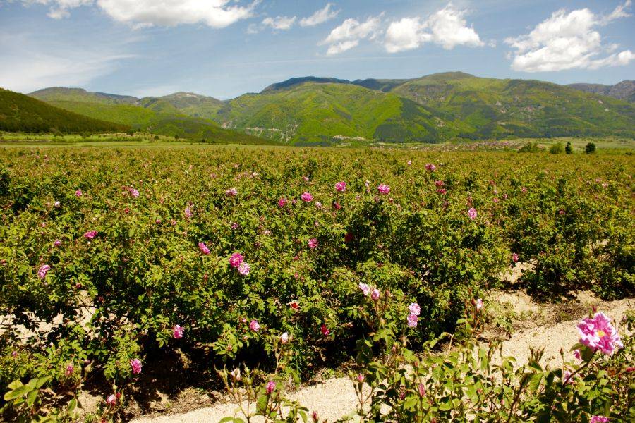 Fez Desert Tour 5 Days to Marrakech 
