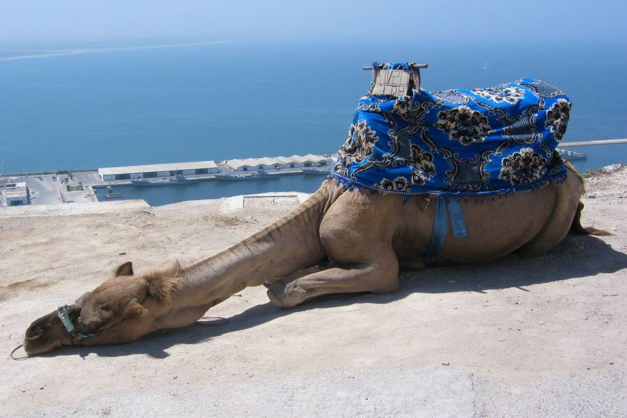 Agadir Day Trip from Marrakech — Beach City & Souk El Had