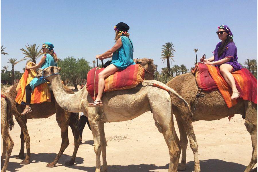 Majorelle Garden With Camel Ride in the Palms of Marrakech