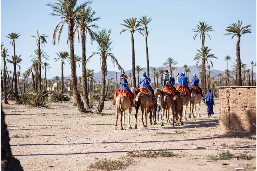 Majorelle Garden With Camel Ride in the Palms of Marrakech