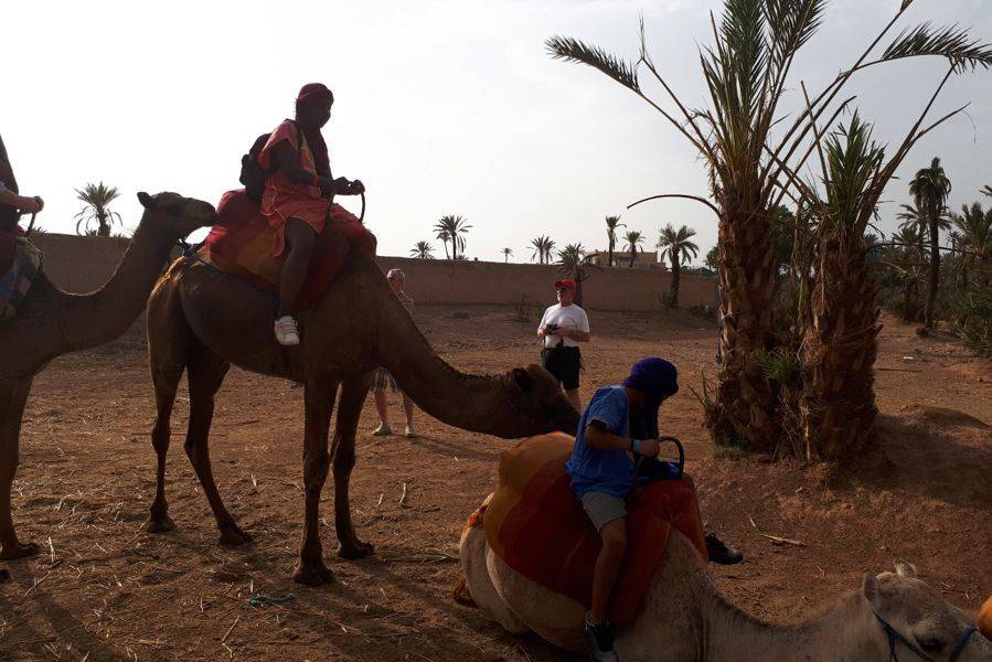 Camel ride in the palmeraie Marrakech