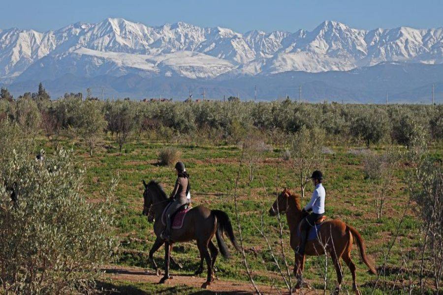 Horse Ride in Marrakech Palmeraie 