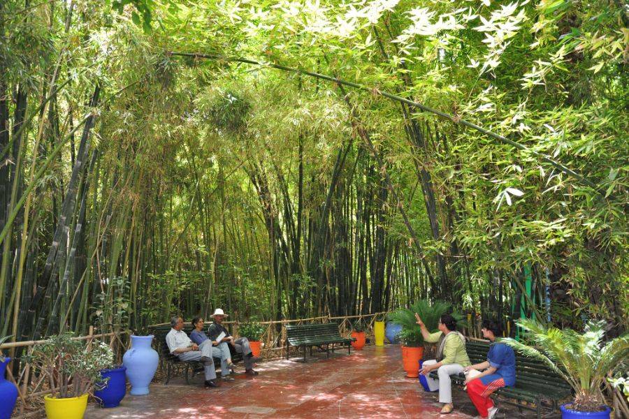Majorelle Garden With Camel Ride in the Palms of Marrakech