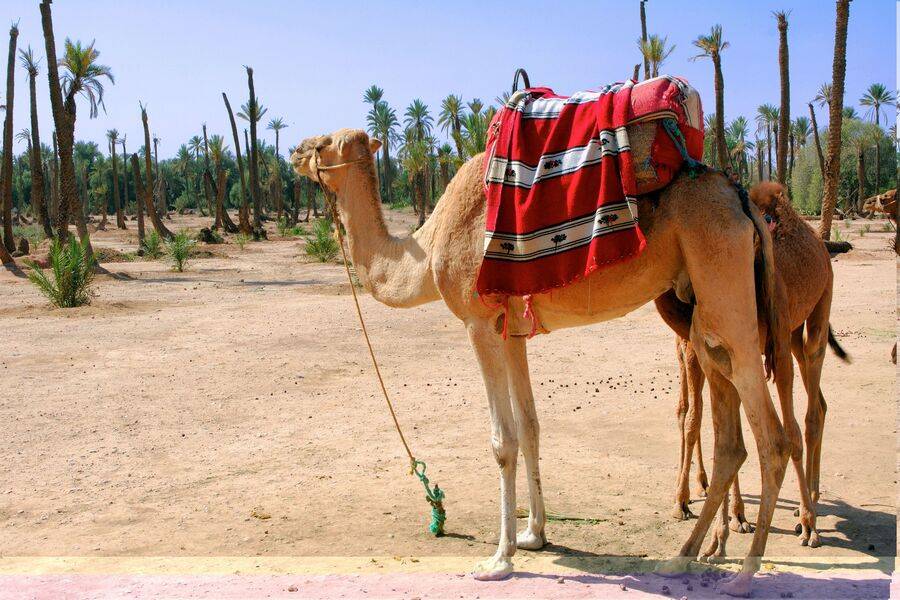 Camel ride, Quad bike & Spa treatment