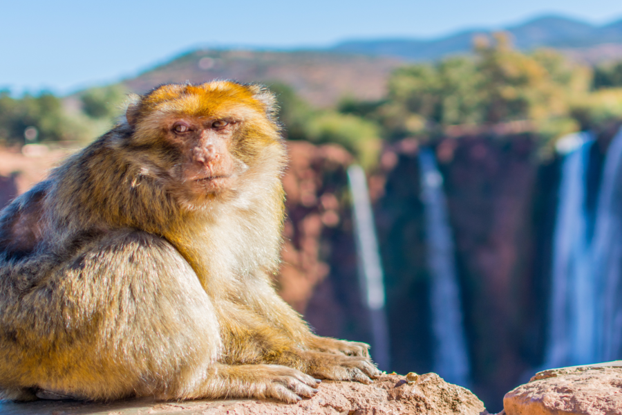 Ouzoud Waterfalls Day Trip from Marrakech — Boat Ride & Barbary Monkeys
