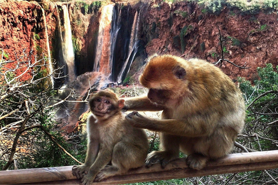 Ouzoud Waterfalls Day Trip from Marrakech — Boat Ride & Barbary Monkeys