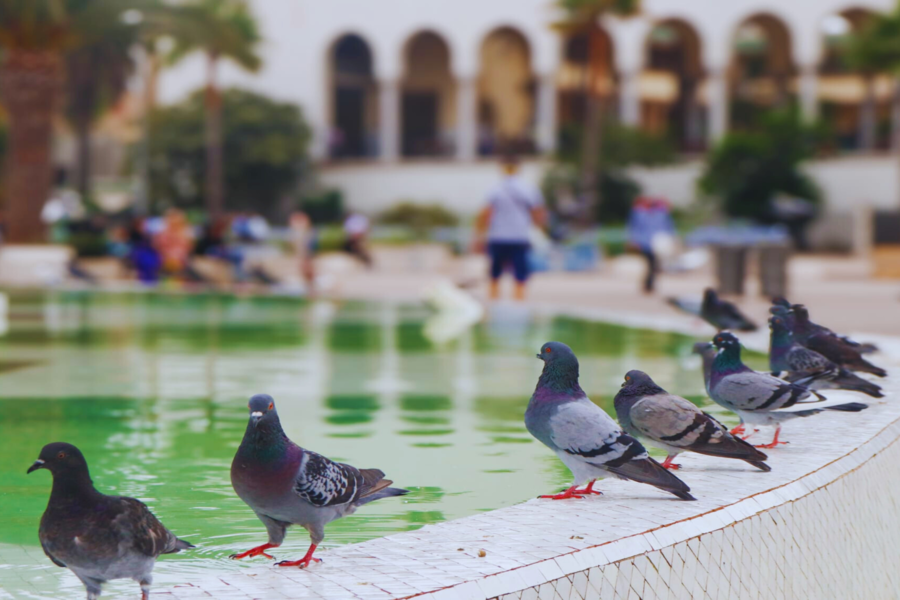 Casablanca Day Trip from Marrakech — Hassan II Mosque & City Tour