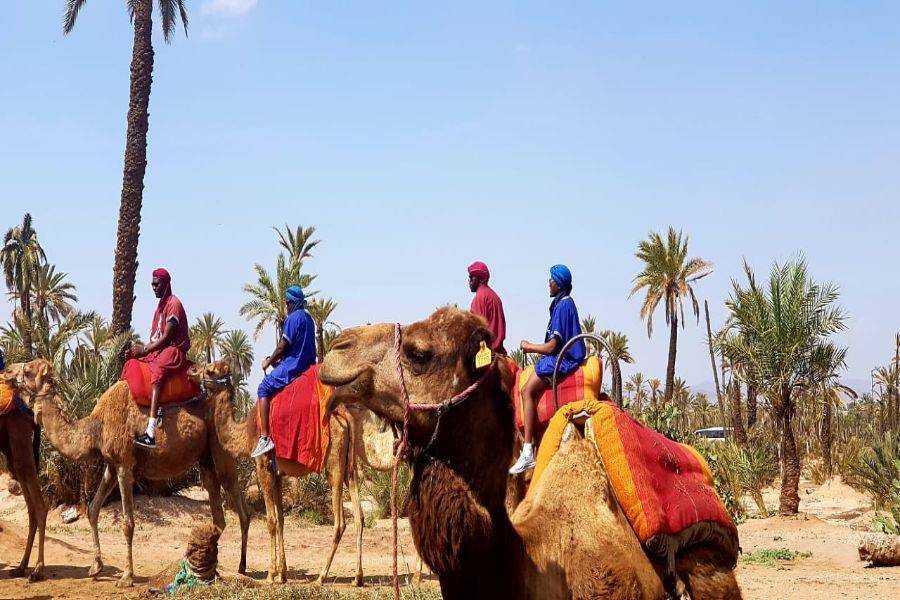 Camel Ride in the Palmeraie & Spa Treatment 