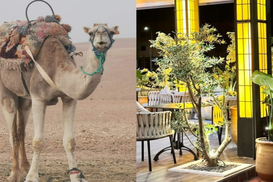 Sunset Camel Riding in Agafay Desert and Dinner in Chouf L'Or in Marrakech