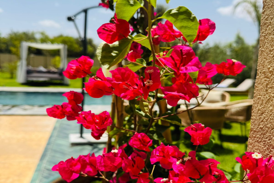 Marrakech Day Pass Pool Including Lunch and Shuttle - Chill Out