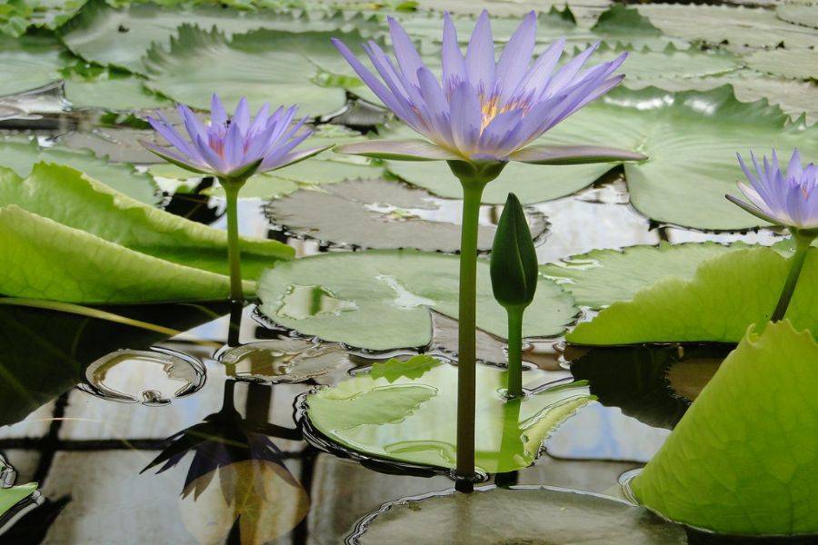 Horse Carriage and Visit of Majorelle Garden Tour