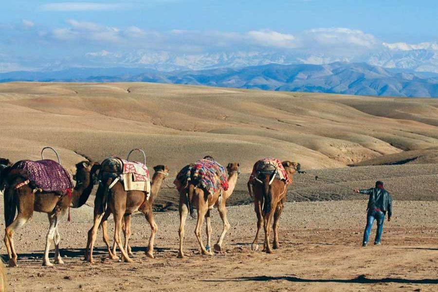 Sunset Camel Riding in Agafay Desert and Dinner in Chouf L'Or in Marrakech