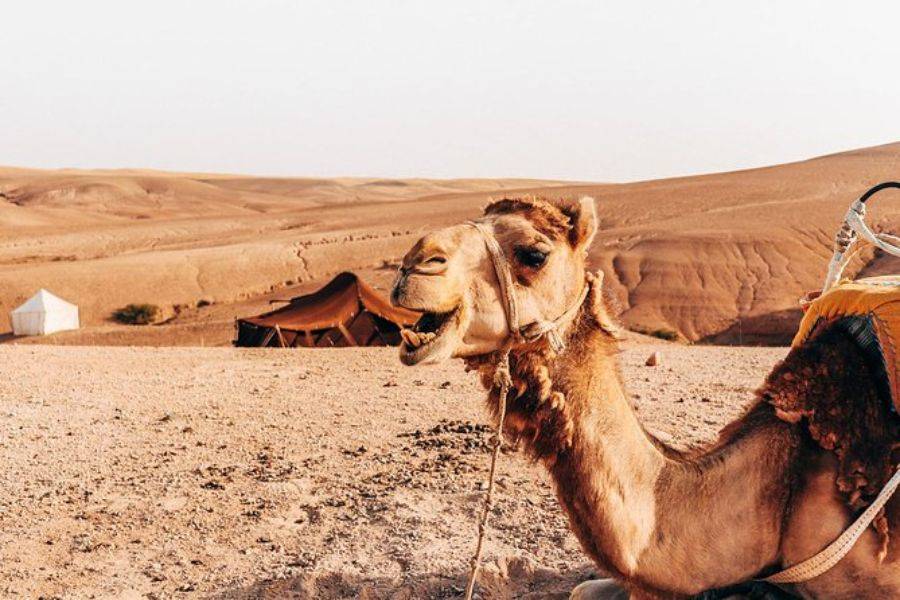Sunset Camel Ride experience at the Agafay rocky Desert ...